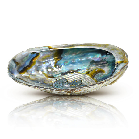 Podstawka pod kadzidło – Muszla Abalone